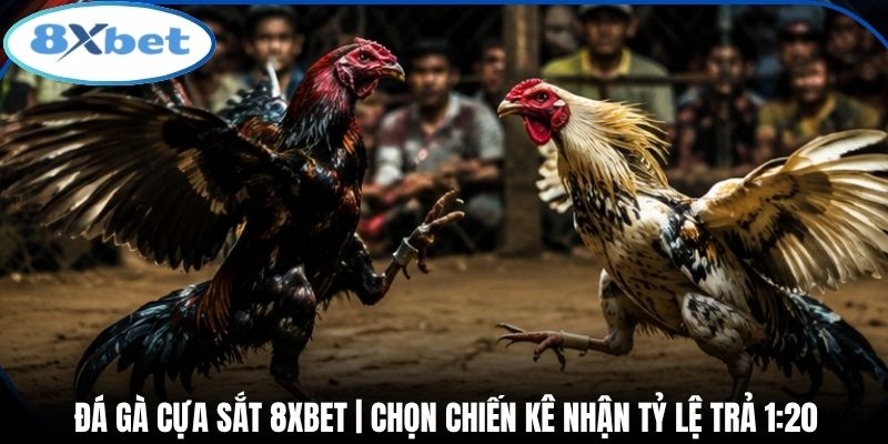 Đá Gà Cựa Sắt 8xbet | Chọn Chiến Kê Nhận Tỷ Lệ Trả 1:20