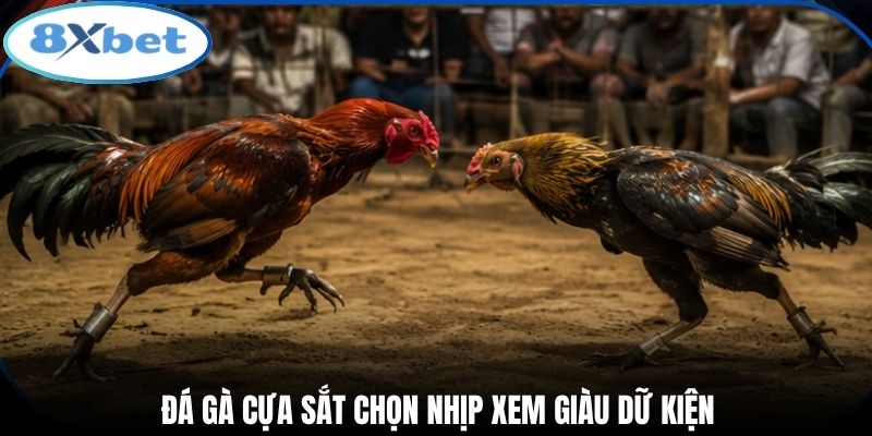 Đá gà cựa sắt chọn nhịp xem giàu dữ kiện