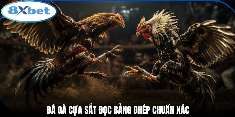 Đá gà cựa sắt đọc bảng ghép chuẩn xác