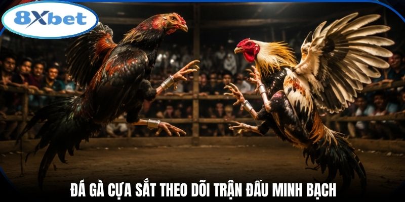 Đá gà cựa sắt theo dõi trận đấu minh bạch