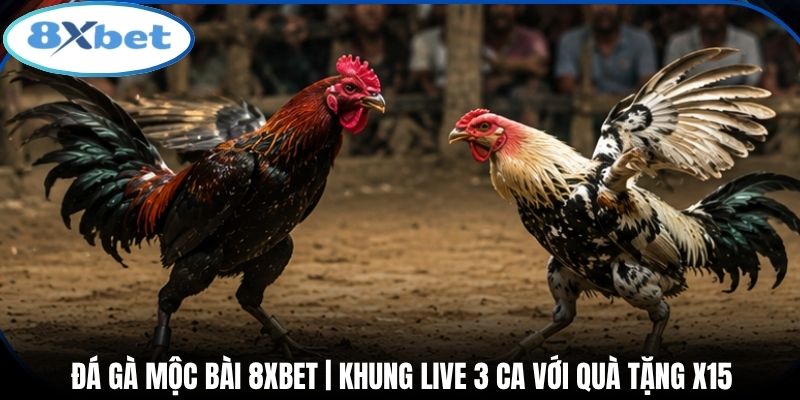 Đá Gà Mộc Bài 8xbet | Khung Live 3 Ca Với Quà Tặng X15