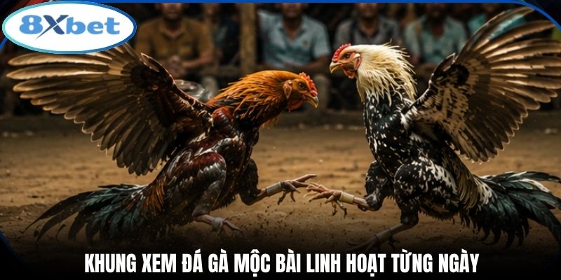 Khung xem đá gà Mộc Bài linh hoạt từng ngày