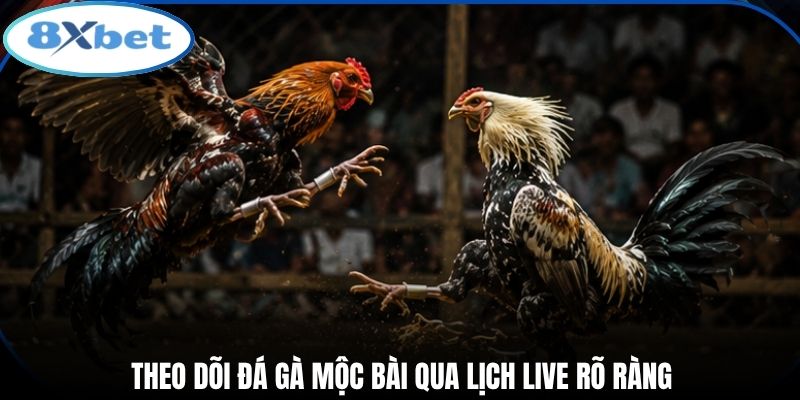 Theo dõi đá gà Mộc Bài qua lịch live rõ ràng
