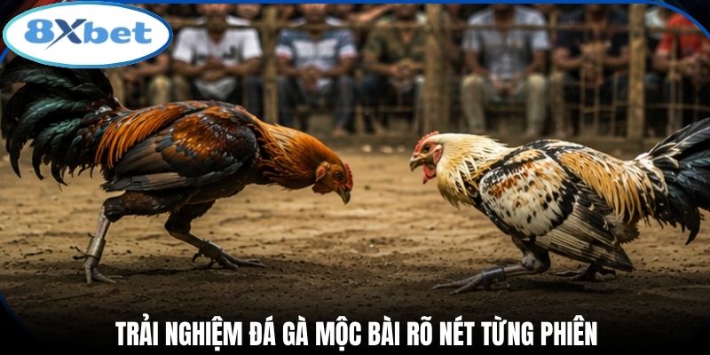 Trải nghiệm đá gà Mộc Bài rõ nét từng phiên