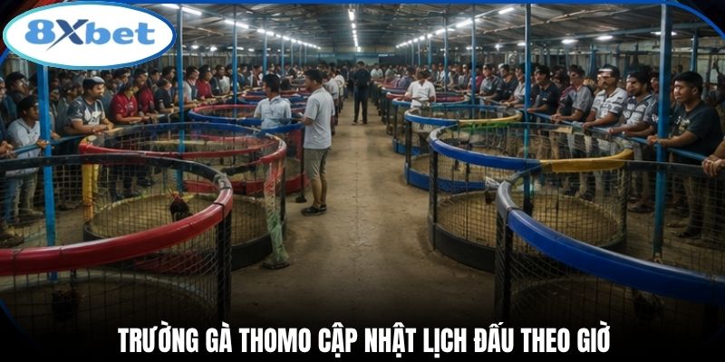 Trường gà thomo cập nhật lịch đấu theo giờ