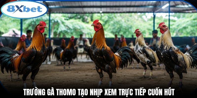 Trường gà thomo tạo nhịp xem trực tiếp cuốn hút